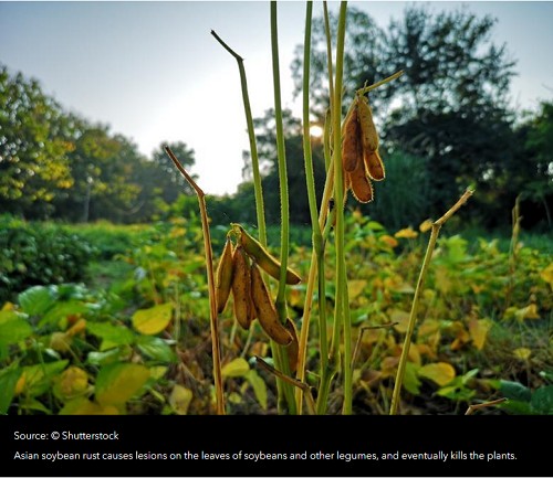 Rainproof pesticide uses sticky peptides to defend against Asian soybean rust